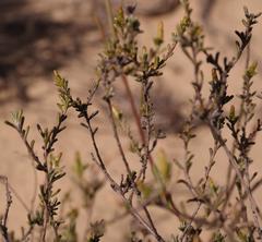 Amphiglossa susannae