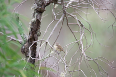 Acanthiza inornata