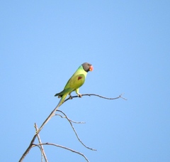 Grey-Headed Parakeet photo 3