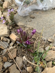 Gentianella campestris campestris