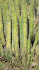 Trichocereus spachianus