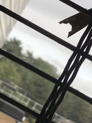 Phlogophora meticulosa