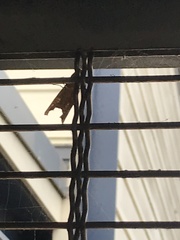 Phlogophora meticulosa