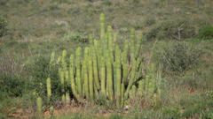 Trichocereus spachianus