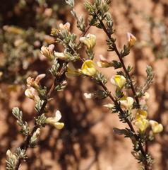 Aspalathus wittebergensis