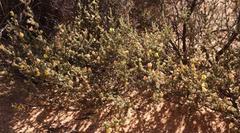 Aspalathus wittebergensis