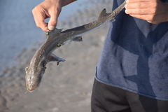 Mustelus mustelus