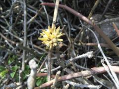 Cynanchum viminale viminale