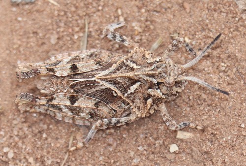 Saussure's grasshopper