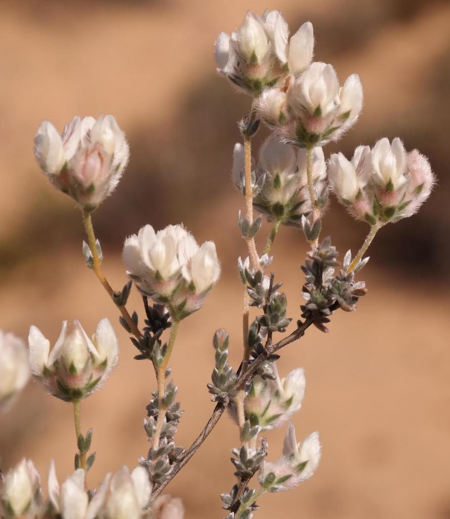 Kapok Capegorse