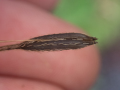 Osmorhiza purpurea
