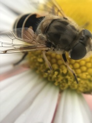 Eristalis