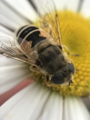 Eristalis