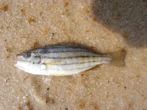 Pomadasys striatus