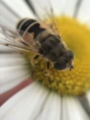 Eristalis