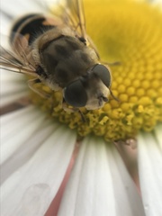 Eristalis