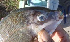 Spondyliosoma emarginatum