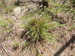 Carex blanda