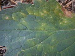 Coleosporium campanulae