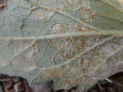 Coleosporium campanulae