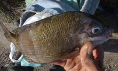 Spondyliosoma emarginatum