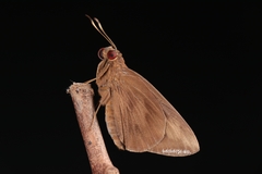 Erionota torus