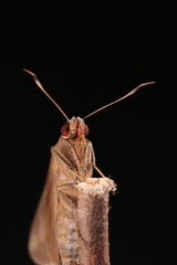 Erionota torus