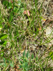 Divisae