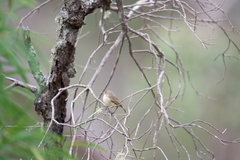 Acanthiza inornata