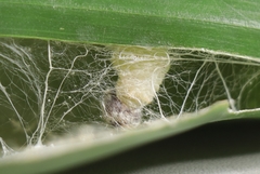 Erionota torus