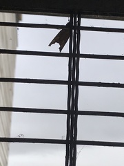 Phlogophora meticulosa