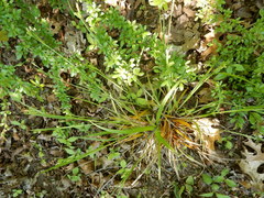 Carex blanda