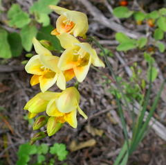 Freesia corymbosa