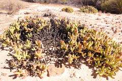 Esterhuysenia mucronata