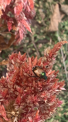 Popillia japonica