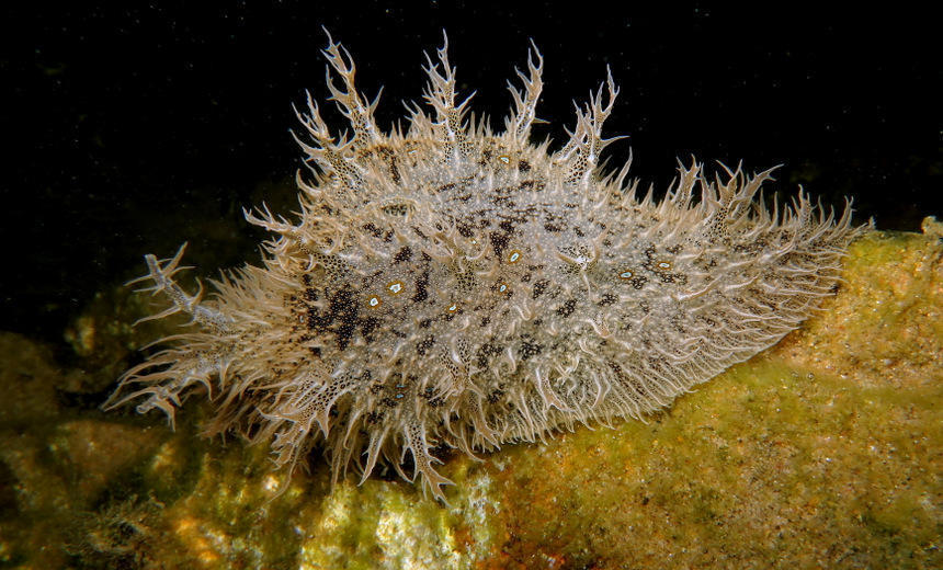 Ragged Seahare