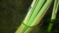 Pseudagrion salisburyense