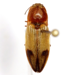 Stropenron hamata