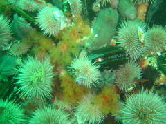 Thyone aurea
