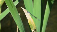 Pseudagrion salisburyense