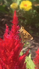Polites peckius
