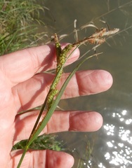 Carex emoryi