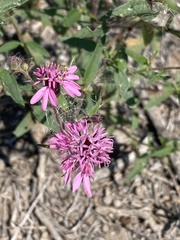Palafoxia sphacelata
