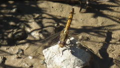 Orthetrum chrysostigma chrysostigma