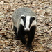 European Badger - Photo (c) Valentino Traversa, some rights reserved (CC BY-NC), uploaded by Valentino Traversa