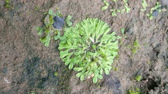 Ricciaceae