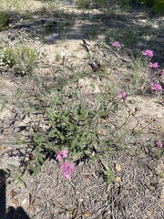 Palafoxia sphacelata