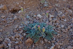 Chaenactis douglasii alpina