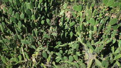 Opuntia elata