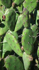 Opuntia elata